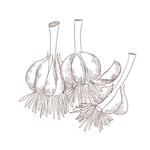 手绘食物 线描食物 食物线稿