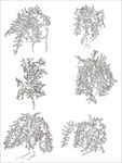 白描枣树 勾线枣树 果树