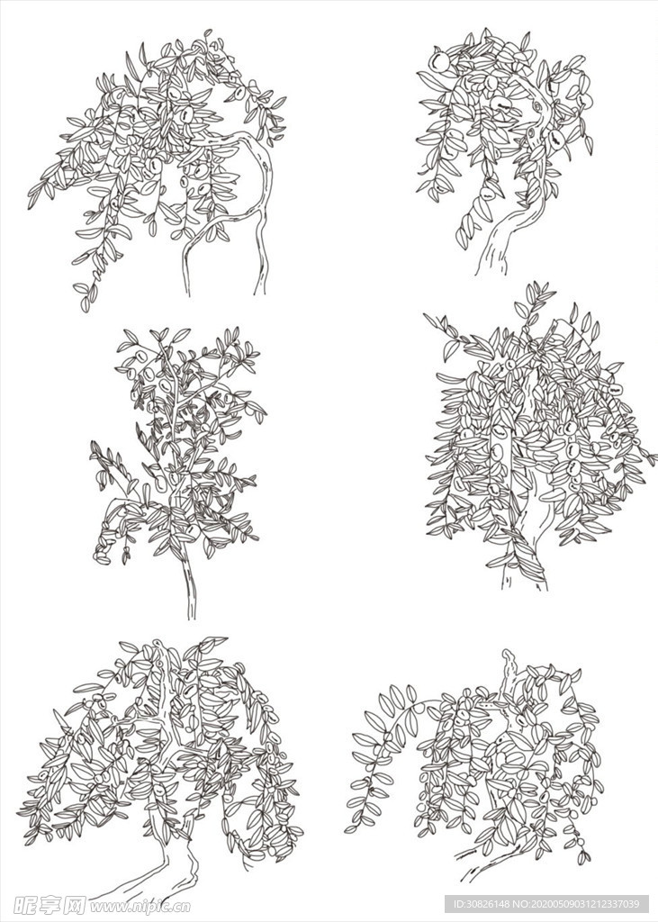 白描枣树 勾线枣树 果树