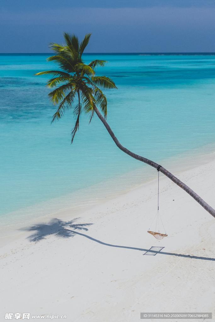 阳光海岸椰子树