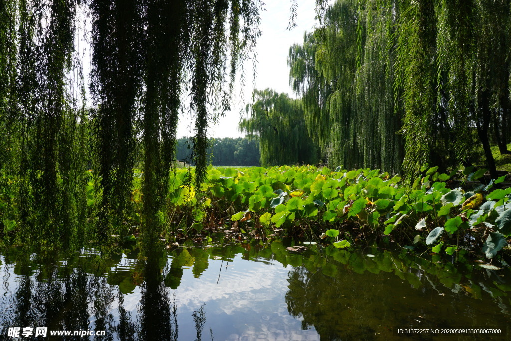 圆明园流浪闻荷