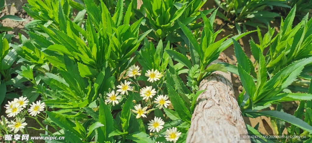 阳光下的翅果菊