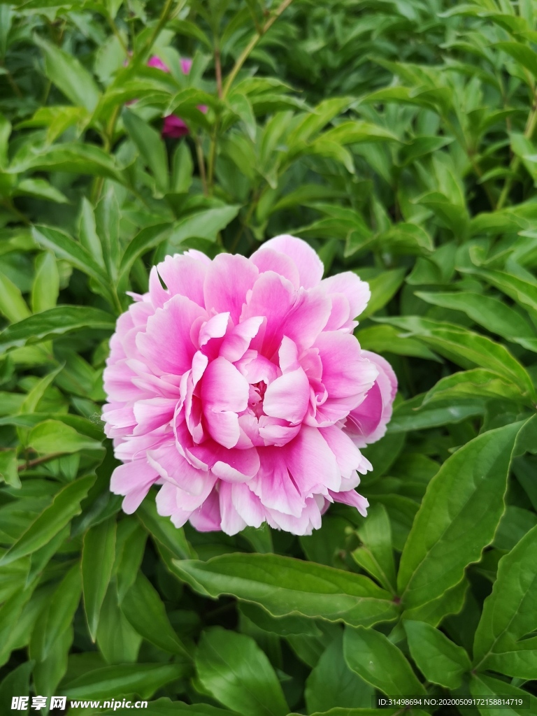 芍药
