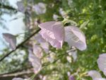 鲜花特写