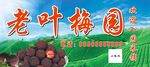杨梅园