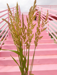 粉色天桥与稻草