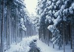 雪景