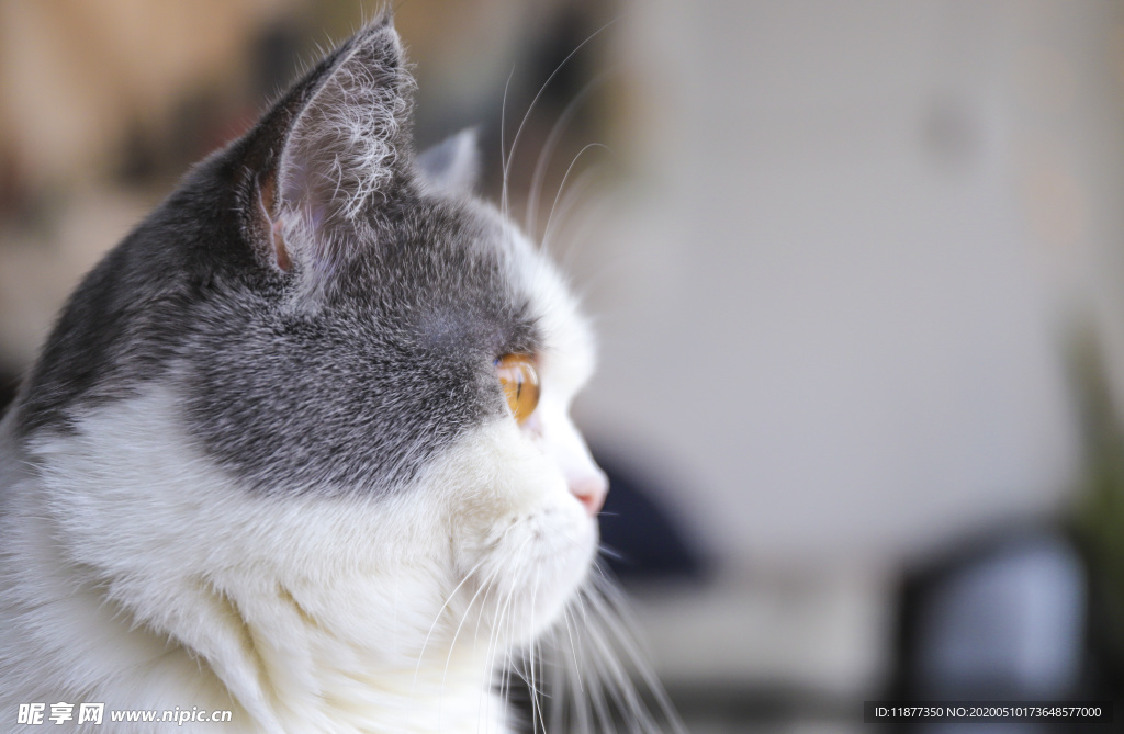 大脸猫