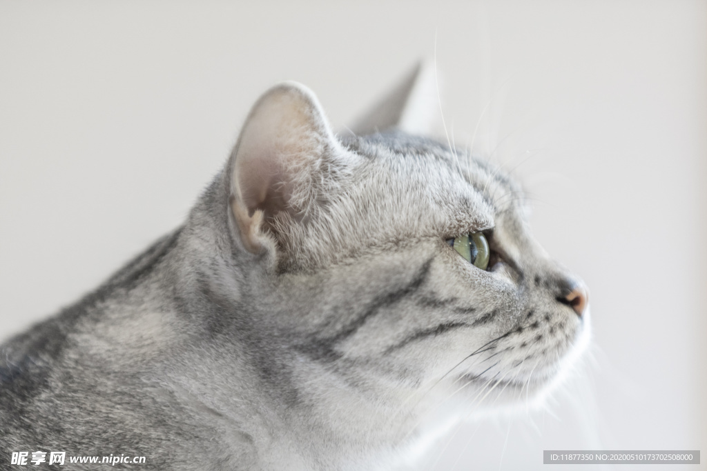 小猫咪