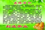 菇娘简介