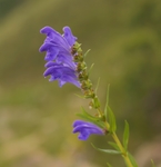 黄芩