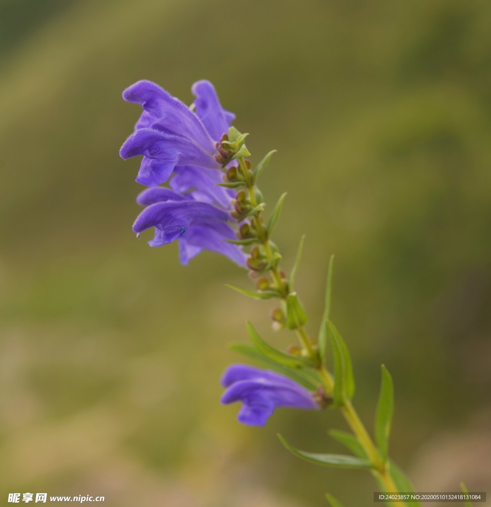 黄芩