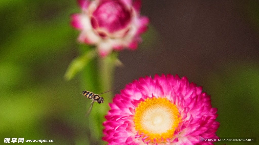 蜜蜂花间采蜜图片