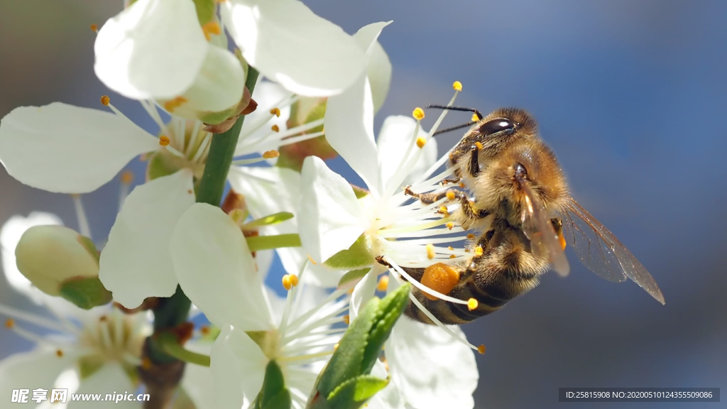 蜜蜂花间采蜜图片
