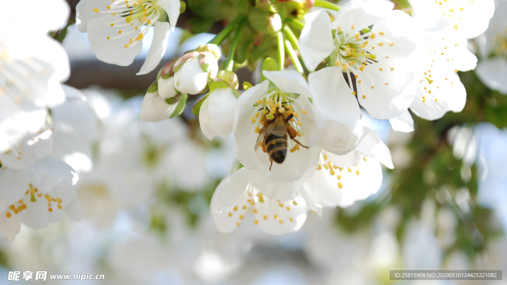 蜜蜂花间采蜜图片