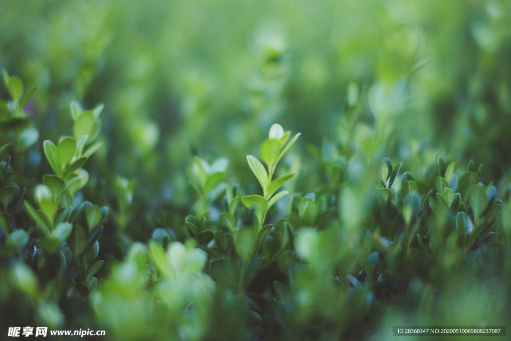 绿色植物