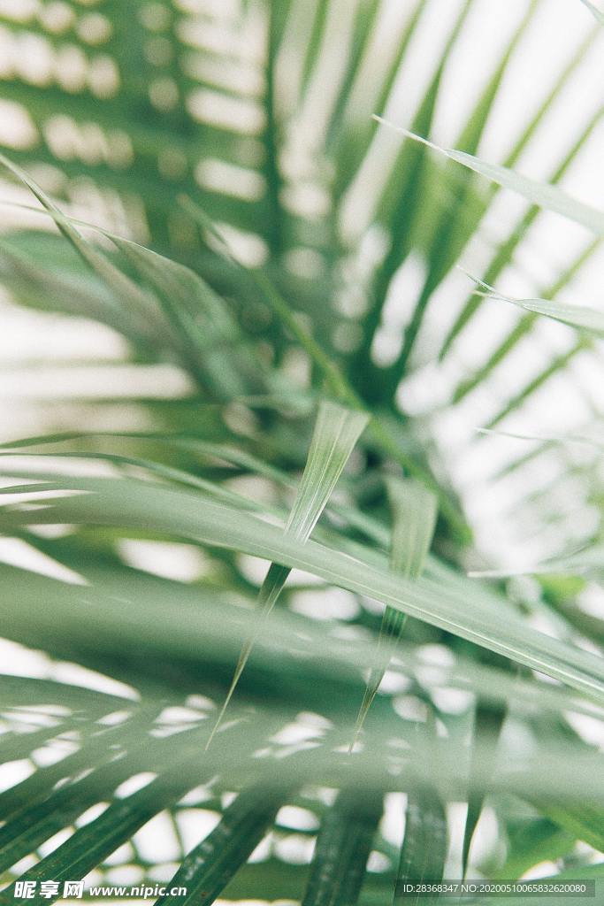 绿色植物