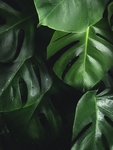 绿色植物