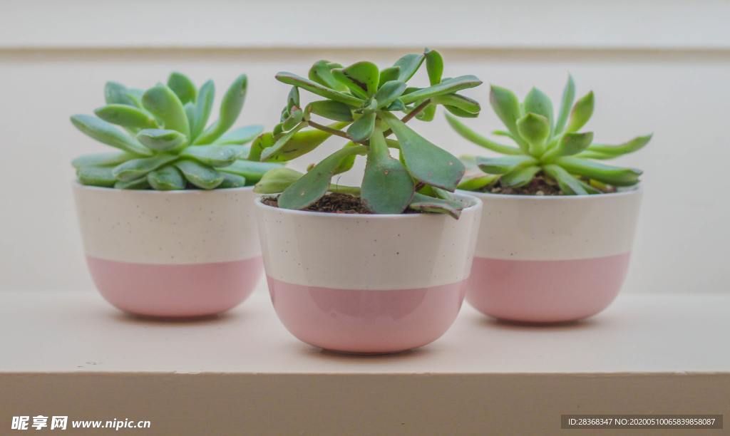 绿色植物