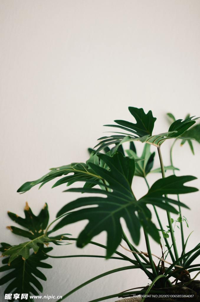 绿色植物