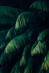 绿色植物