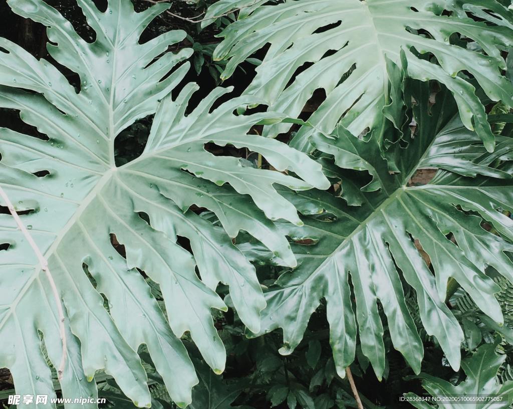 绿色植物