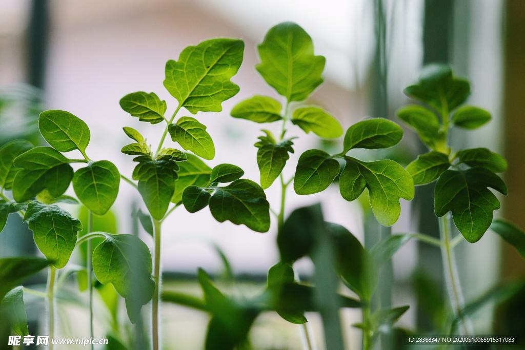 绿色植物