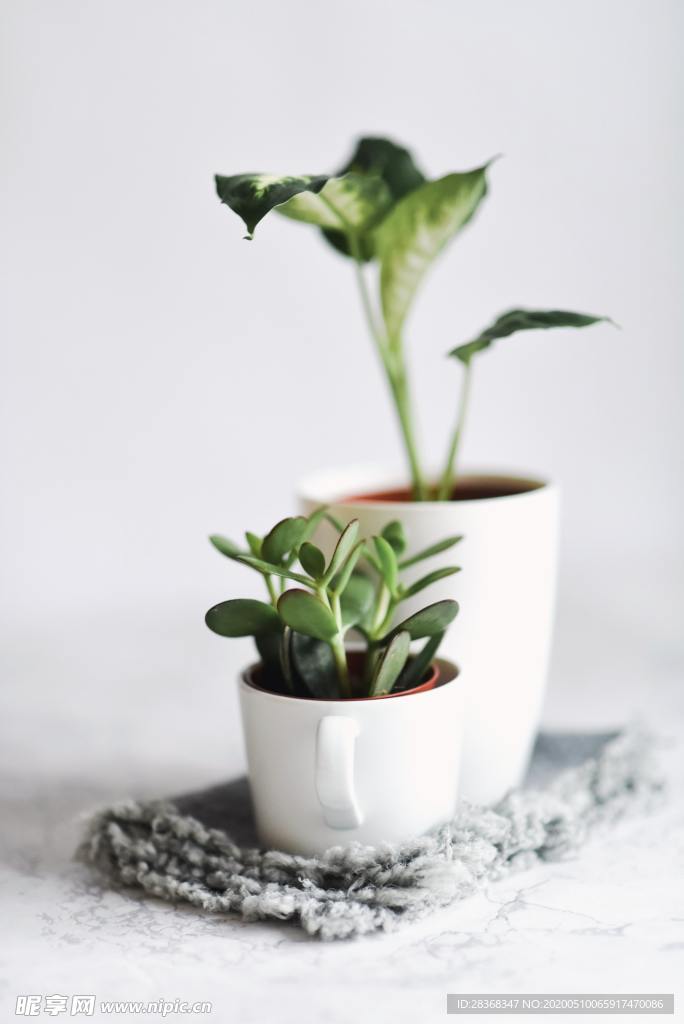 绿色植物