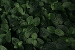 绿色植物
