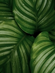 绿色植物