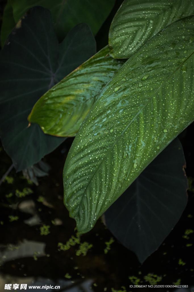 绿色植物
