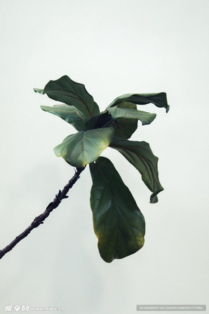 绿色植物