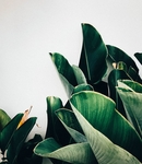 绿色植物