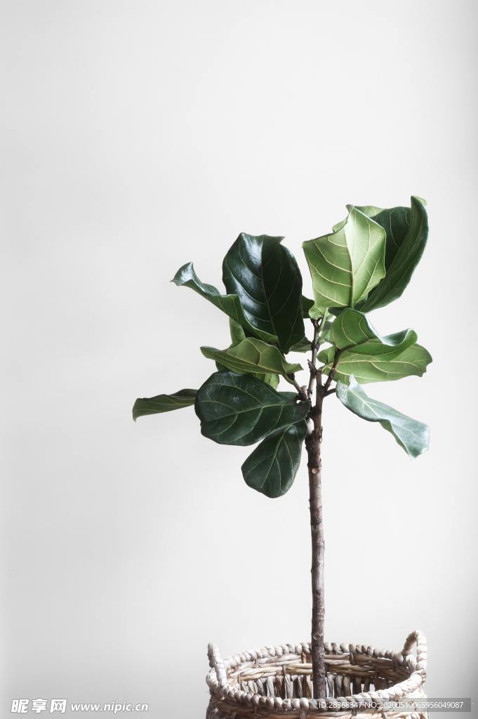 绿色植物
