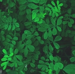 绿色植物