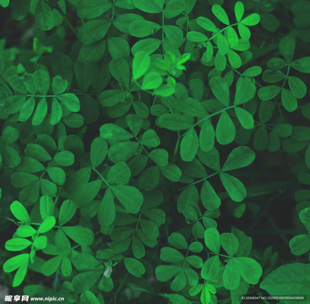 绿色植物