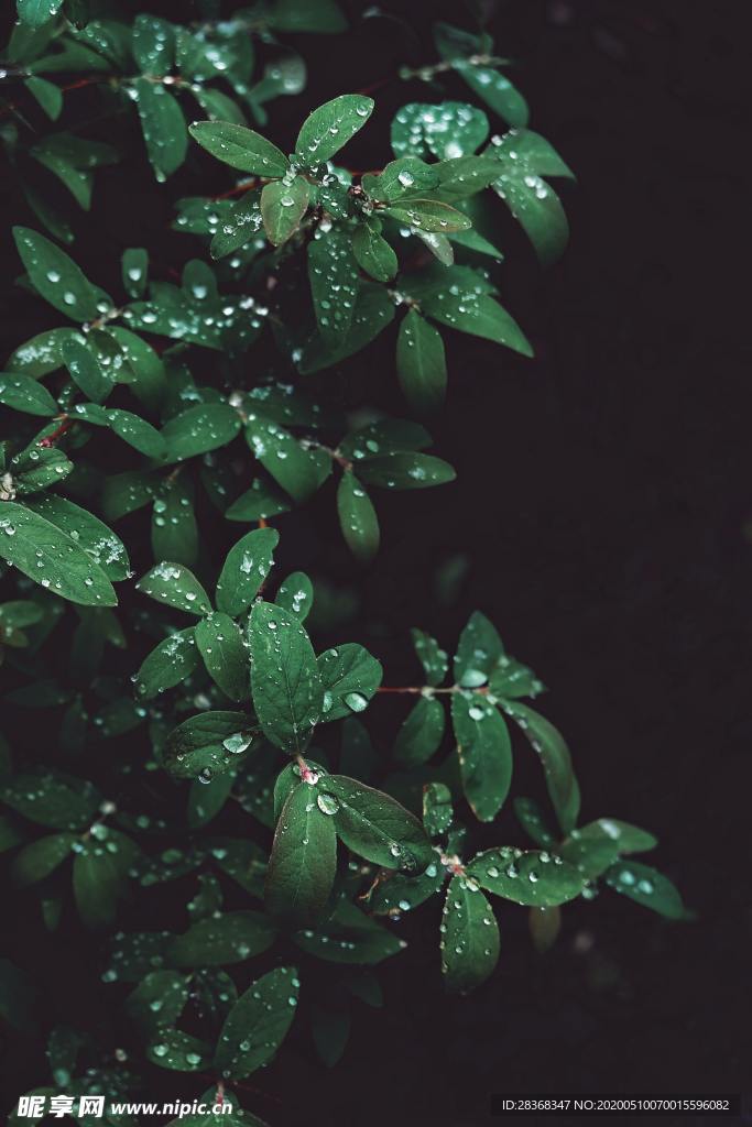 绿色植物