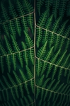 绿色植物