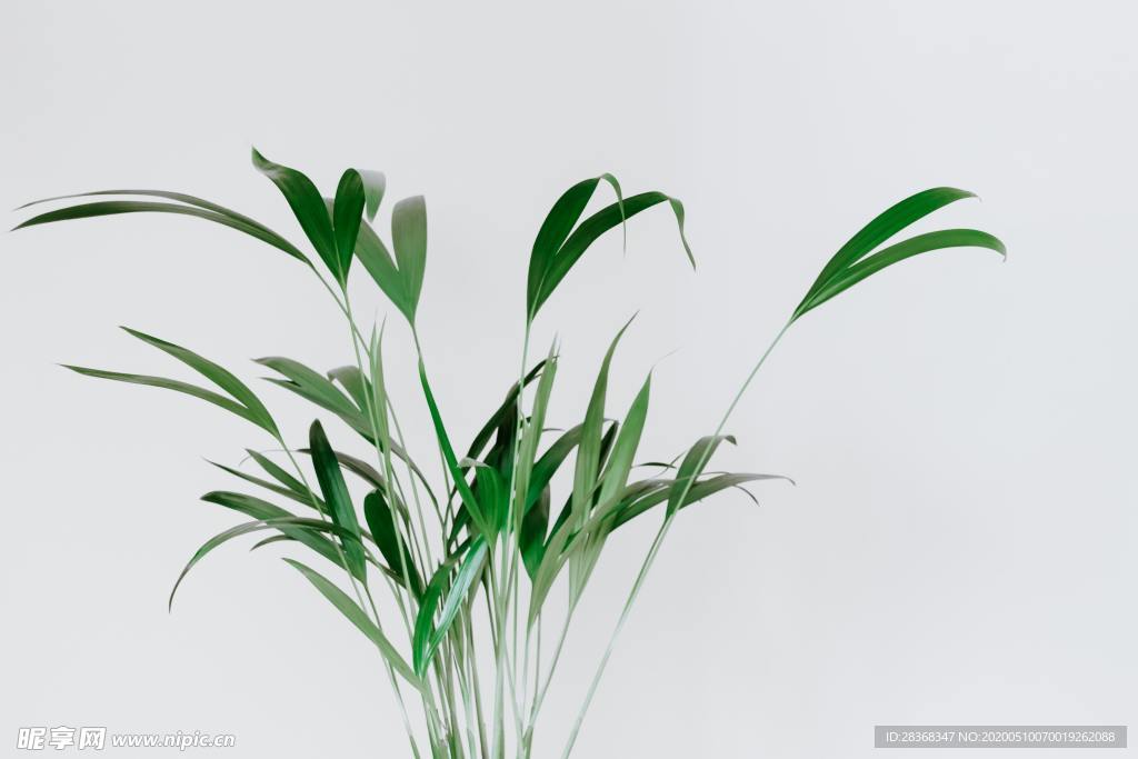 绿色植物