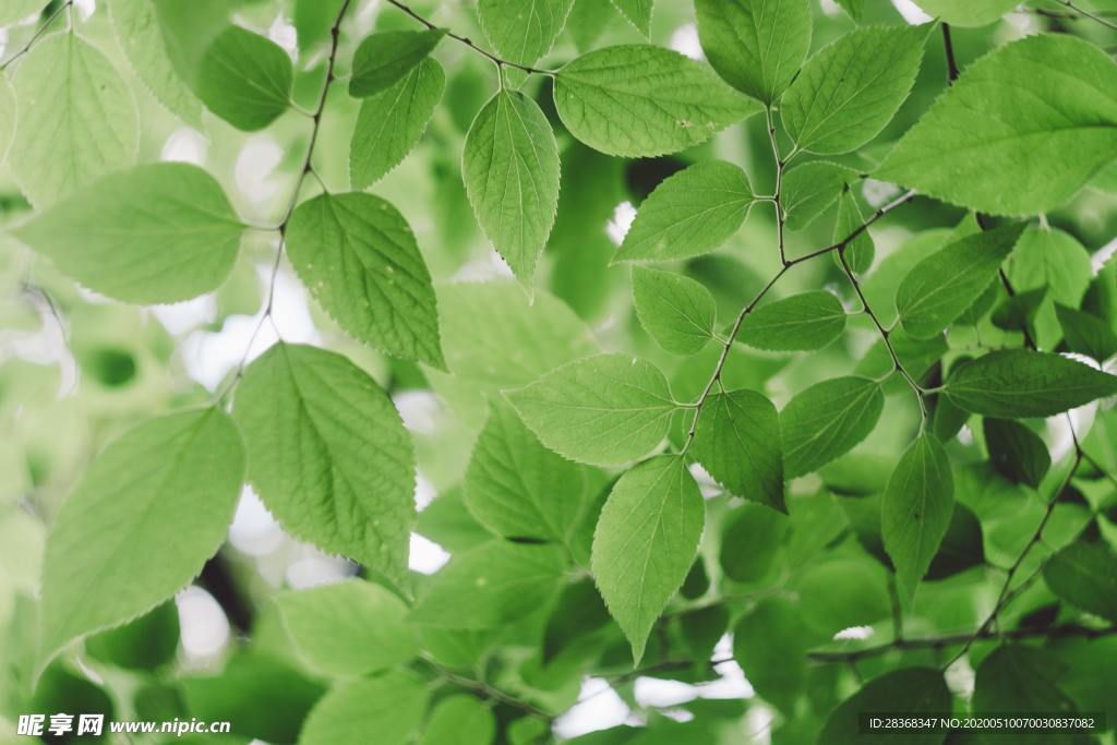 绿色植物