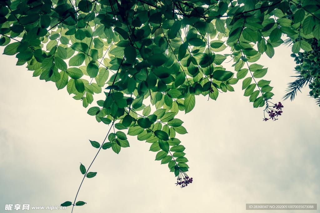 绿色植物