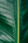 绿色植物