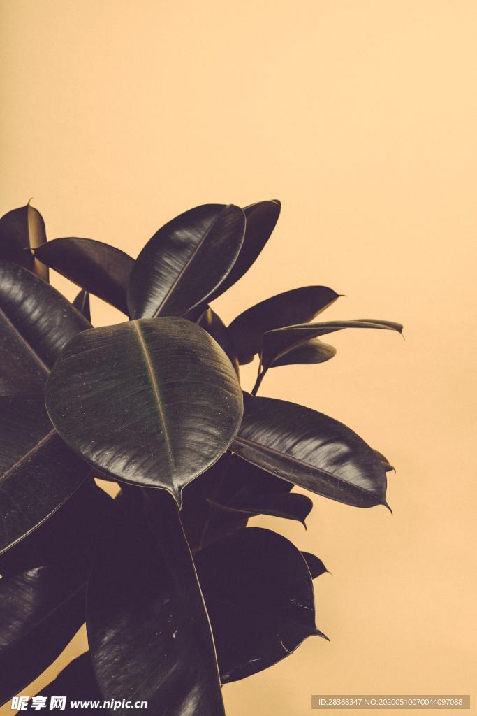 绿色植物