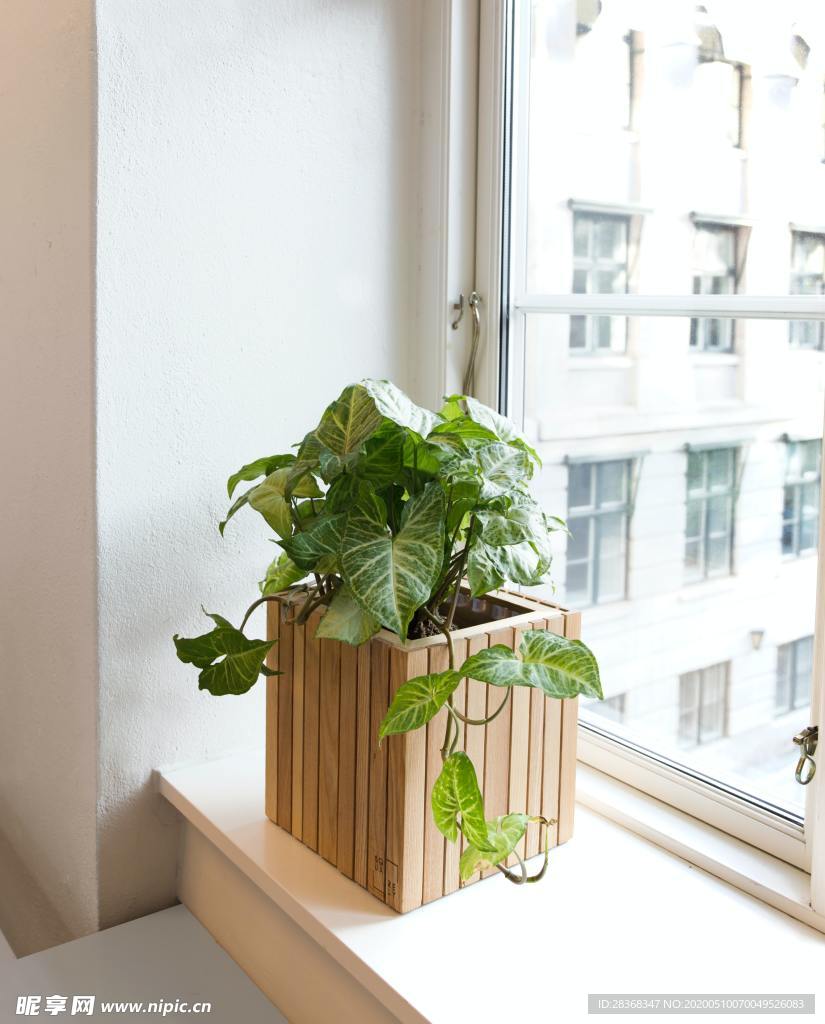 绿色植物
