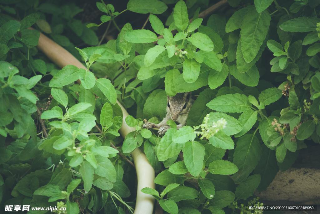 绿色植物