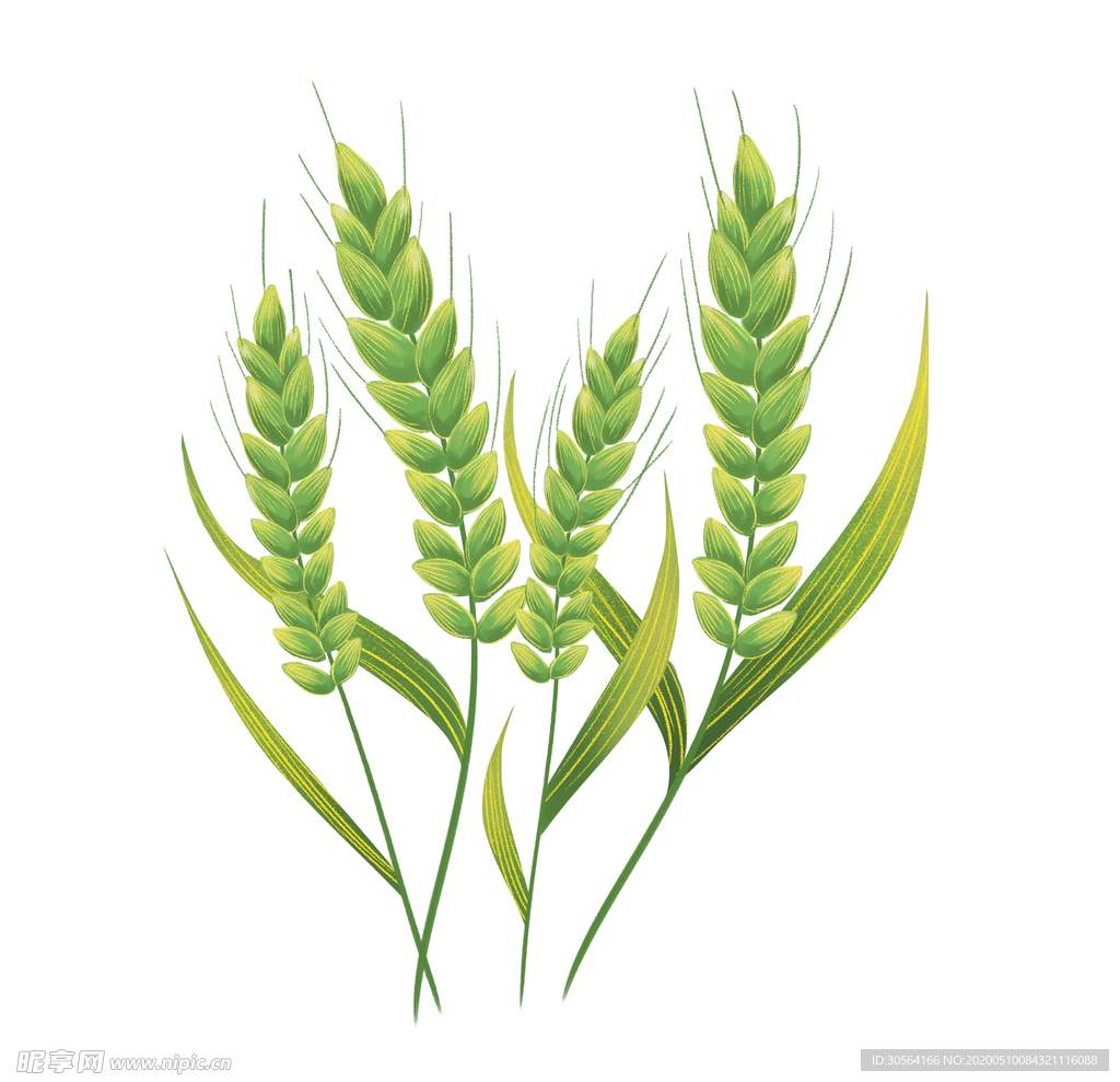 青苗小麦麦穗芒种插画海报合成