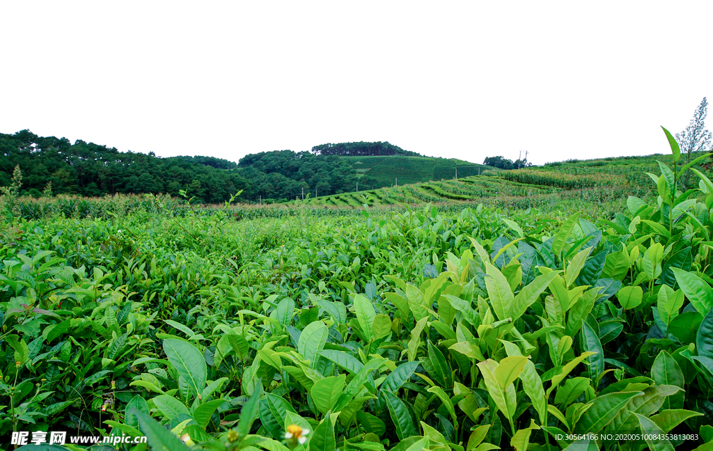 茶园绿色远景背景茶叶合成素材