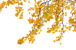 银杏树叶黄色秋天中秋背景素材