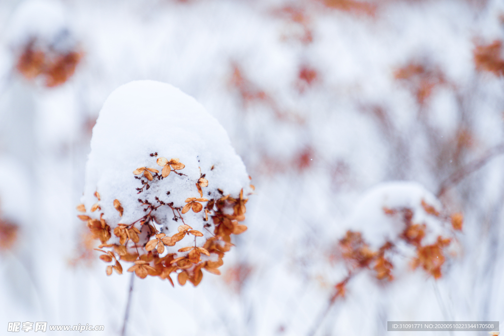 冬雪