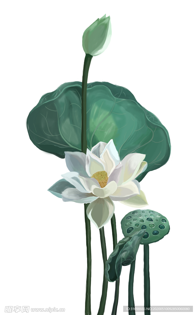 荷花图片